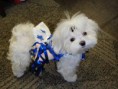 Maltese Shih Tzu mix pups 75% malese 25% Shih Tzu